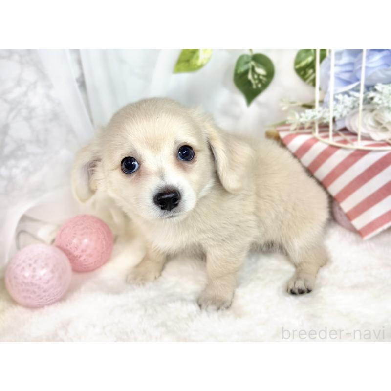 成約済の滋賀県のチワックス:チワワ×ミニチュアダックスフンド-411769の2枚目